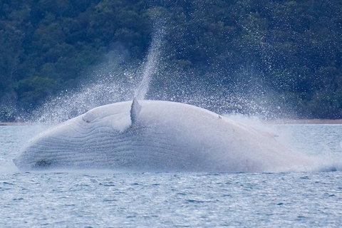 Whitsundays Whale Watching Cruise From Airlie Beach - Foster Accommodation 1