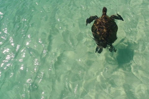 Eco Marine Safari - Boom Netting & Snorkeling Moreton Island - Fortitude Valley - Foster Accommodation 5