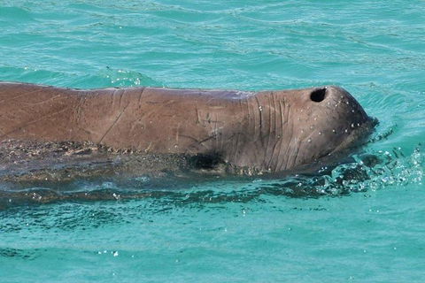 Eco Marine Safari - Boom Netting & Snorkeling Moreton Island - Fortitude Valley - Foster Accommodation 7