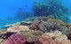 Great Barrier Reef Dive And Snorkel Cruise From Mission Beach - thumb 4