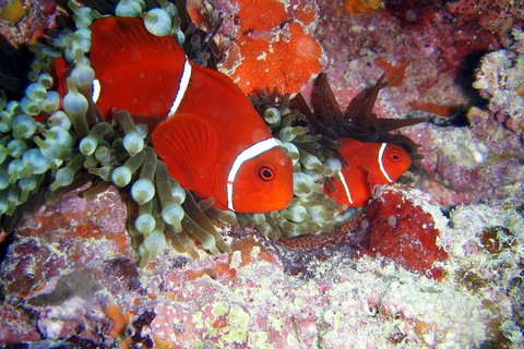 Great Barrier Reef Dive And Snorkel Cruise From Mission Beach - Foster Accommodation 6
