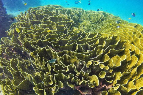 Great Barrier Reef Dive And Snorkel Cruise From Mission Beach - Foster Accommodation 5