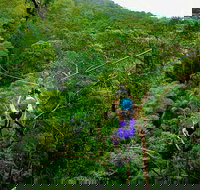 Tamborine Mountain Daily Service Treetop Challenge and Thunderbird Park - Foster Accommodation