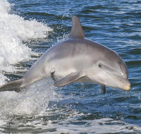 Noosa Oceanrider Scenic Dolphin Safari - Foster Accommodation