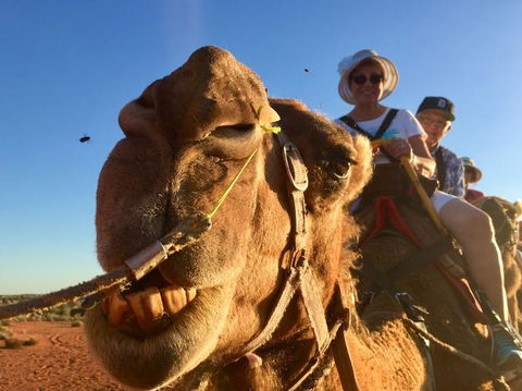 Uluru Small-Group Tour By Camel At Sunrise Or Sunset - Foster Accommodation 7