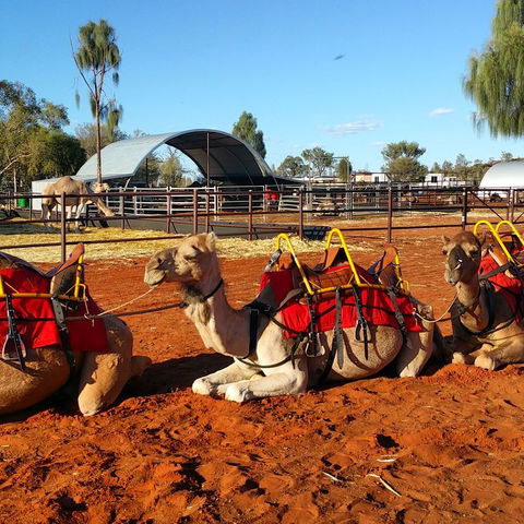 Uluru Small-Group Tour By Camel At Sunrise Or Sunset - Foster Accommodation 15