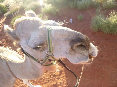 Uluru Small-Group Tour By Camel At Sunrise Or Sunset - Foster Accommodation 10