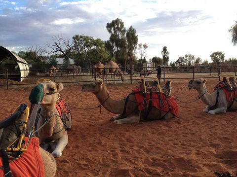 Uluru Small-Group Tour By Camel At Sunrise Or Sunset - Foster Accommodation 24