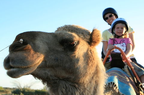 Uluru Small-Group Tour By Camel At Sunrise Or Sunset - Foster Accommodation 3