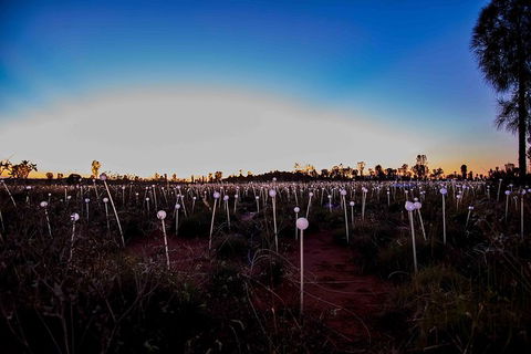 Uluru Field Of Light Sunrise Tour - Foster Accommodation 8