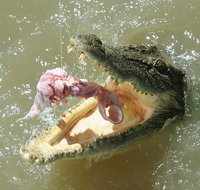 Darwin Jumping Crocodiles Cruise on Adelaide River - Foster Accommodation