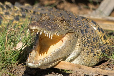 1 Day Corroboree Billabong Wetland Experience Including 2.5 Hour Cruise + Lunch - Foster Accommodation 1