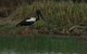 1 Day Corroboree Billabong Wetland Experience Including 2.5 Hour Cruise + Lunch - thumb 3