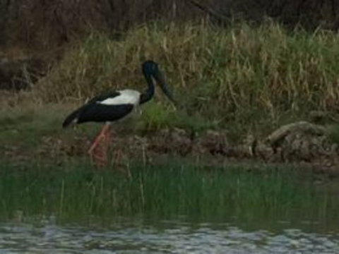 1 Day Corroboree Billabong Wetland Experience Including 2.5 Hour Cruise + Lunch - Foster Accommodation 3
