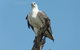 1 Day Corroboree Billabong Wetland Experience Including 2.5 Hour Cruise + Lunch - thumb 2