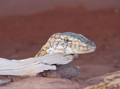 Alice Springs Highlights Half-Day Tour - Foster Accommodation 6