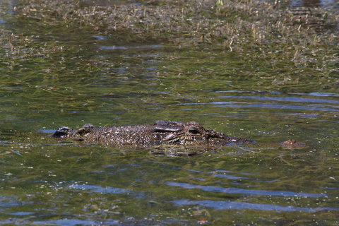Kakadu, Nourlangie And Yellow Waters Tour From Darwin - Foster Accommodation 16