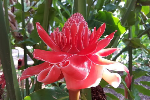 Walk The Darwin Botanic Gardens - Foster Accommodation 5