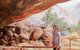 Ayers Rock 4 Tour Combo: Complete Uluru Base Walk At Sunrise, Valley Of The Winds At Sunrise, Kata Tjuta Sunset And Uluru Sunset - thumb 11