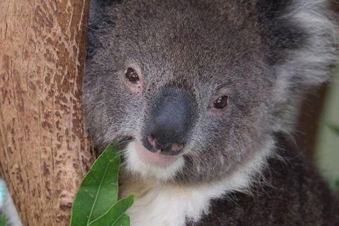 All Inclusive Blue Mountains Small-Group Day Trip From Sydney - Foster Accommodation 1