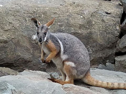 All Inclusive Blue Mountains Small-Group Day Trip From Sydney - Foster Accommodation 4
