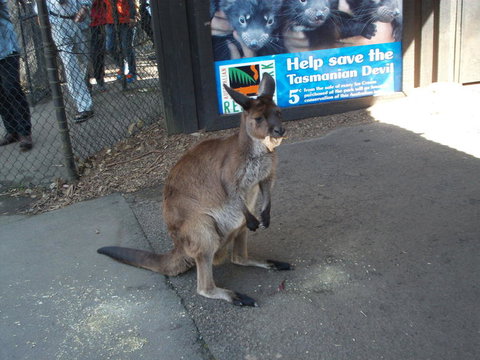 Port Stephens Day Tour With Dolphin Watching, Sandboarding & Australian Wildlife - Foster Accommodation 5