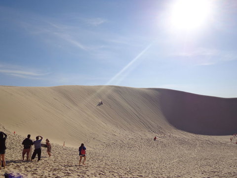 Port Stephens Day Tour With Dolphin Watching, Sandboarding & Australian Wildlife - Foster Accommodation 21