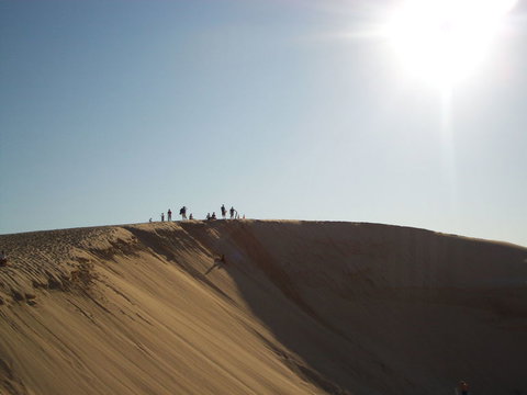 Port Stephens Day Tour With Dolphin Watching, Sandboarding & Australian Wildlife - Foster Accommodation 14