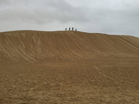 Port Stephens Day Tour With Dolphin Watching, Sandboarding & Australian Wildlife - Foster Accommodation 13