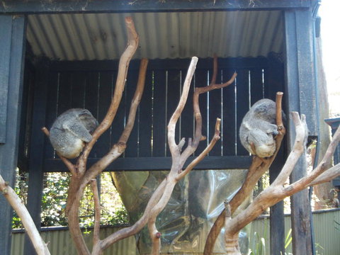 Port Stephens Day Tour With Dolphin Watching, Sandboarding & Australian Wildlife - Foster Accommodation 6