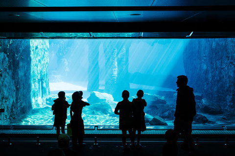 Sydney Taronga Zoo General Entry Ticket And Wild Australia Experience - Foster Accommodation 3