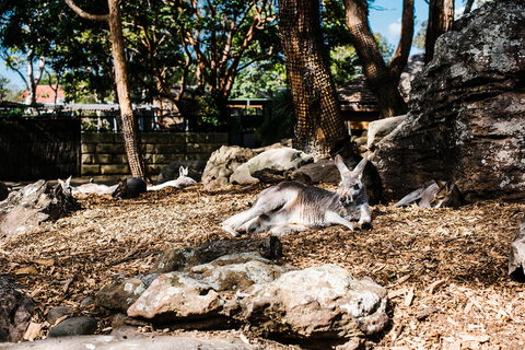 Sydney Taronga Zoo General Entry Ticket And Wild Australia Experience - Foster Accommodation 7