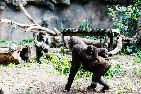 Sydney Taronga Zoo General Entry Ticket And Wild Australia Experience - Foster Accommodation 12