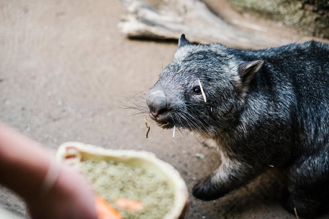 Sydney Taronga Zoo General Entry Ticket And Wild Australia Experience - Foster Accommodation 5