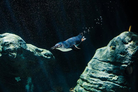 Sydney Taronga Zoo General Entry Ticket And Wild Australia Experience - Foster Accommodation 4