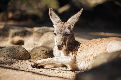 Sydney Taronga Zoo General Entry Ticket And Wild Australia Experience - Foster Accommodation 19