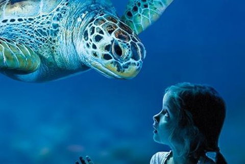 Sydney Shore Excursion: SEA LIFE Sydney Aquarium Entrance Ticket - Foster Accommodation 0