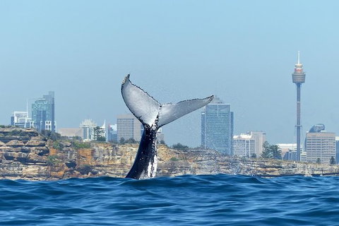 Small-Group Luxury Sydney Whale Watching Cruise - Foster Accommodation 0