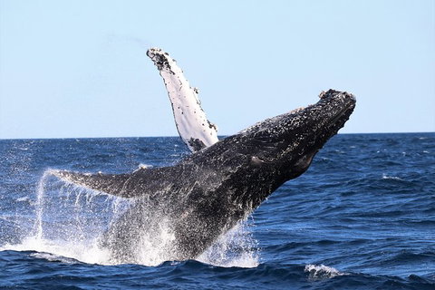 Small-Group Luxury Sydney Whale Watching Cruise - Foster Accommodation 7