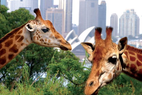 Sydney Harbour Ferry With Taronga Zoo Entry Ticket And Whale Watching Cruise - Foster Accommodation 1