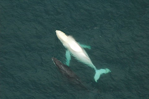 Coffs Harbour Whale Watch Experience - Foster Accommodation 1