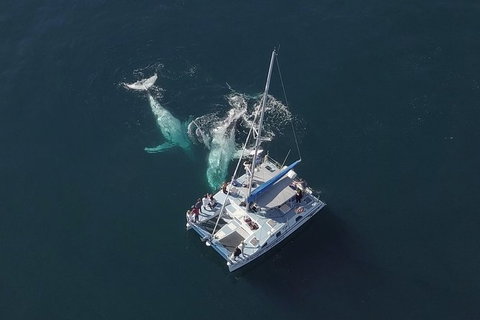 Coffs Harbour Whale Watch Experience - Foster Accommodation 0