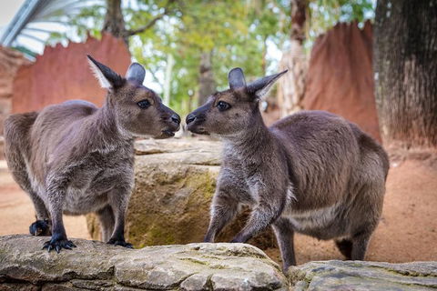 Australia Multi-City Attractions Pass - Foster Accommodation 9