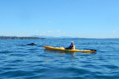 Whale Watching By Sea Kayak In Batemans Bay - Foster Accommodation 2