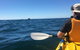 Whale Watching By Sea Kayak In Batemans Bay - thumb 7