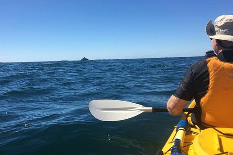 Whale Watching By Sea Kayak In Batemans Bay - Foster Accommodation 7