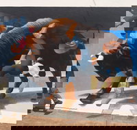 Big Bull Mural - Foster Accommodation