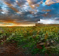 Capella - Foster Accommodation