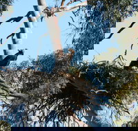 Castle Creek Reserve - Foster Accommodation