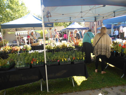 Clare Show Market - Foster Accommodation 1